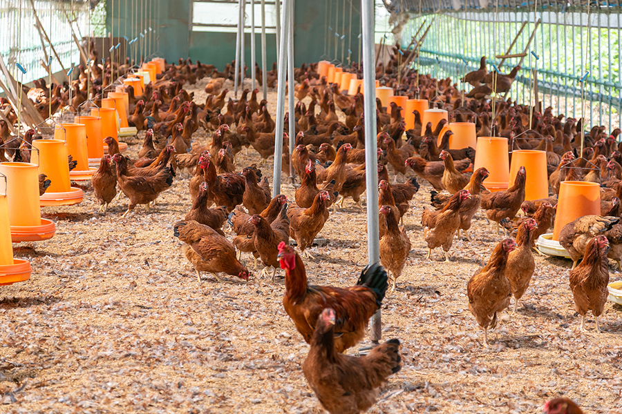 蛋氨酸：“固液”对比与未来展望